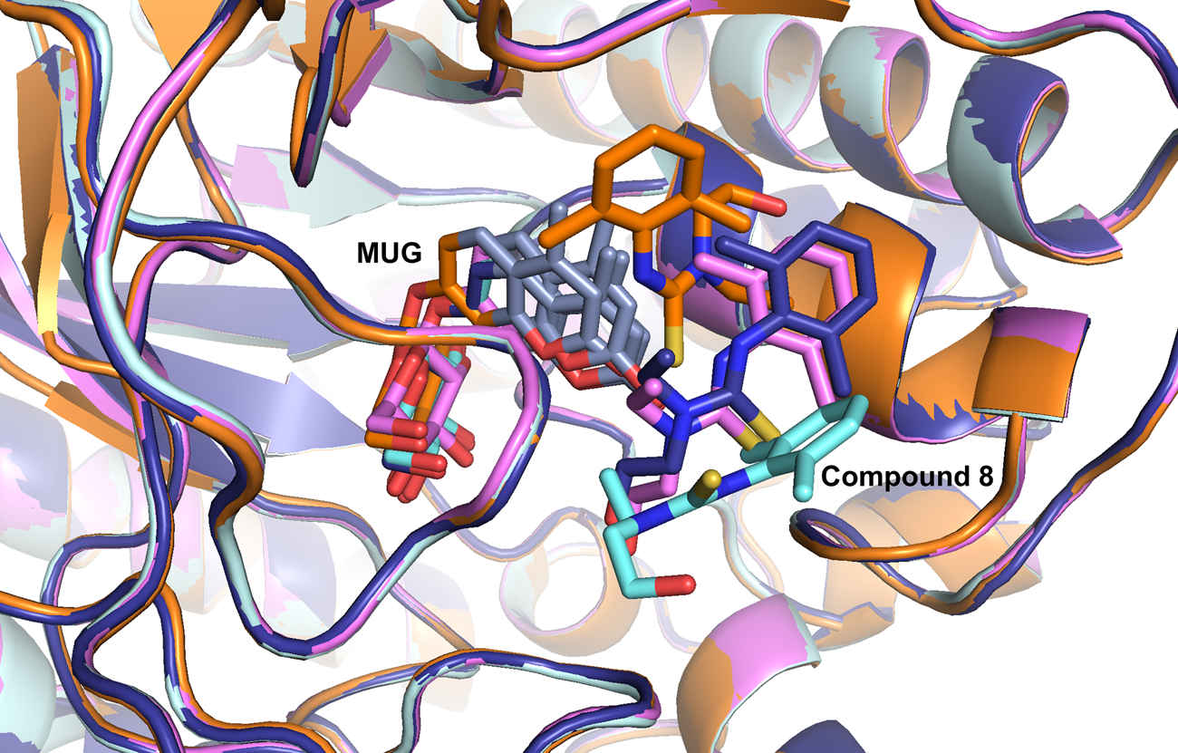 Protein structure with models of a small molecule bound